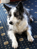Jura the dog